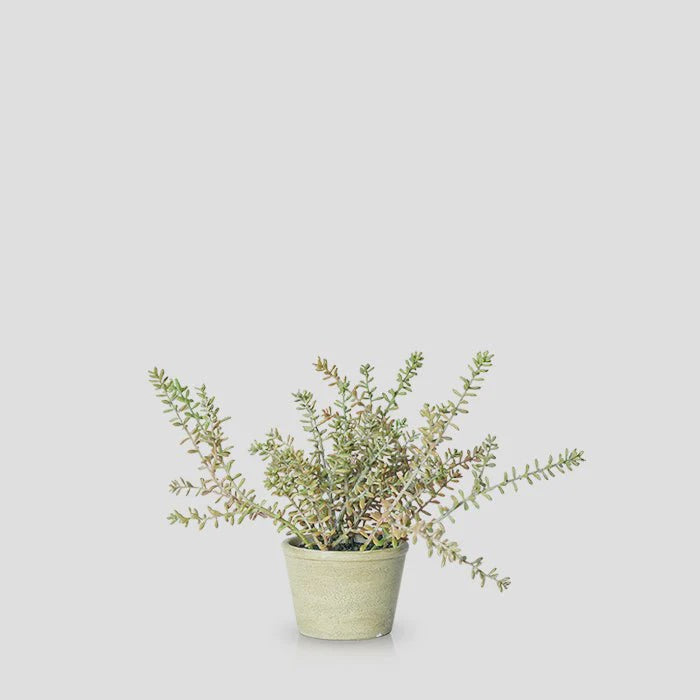 Burrito-Sedum-Cutout-Abigail-Ahern-2-808292