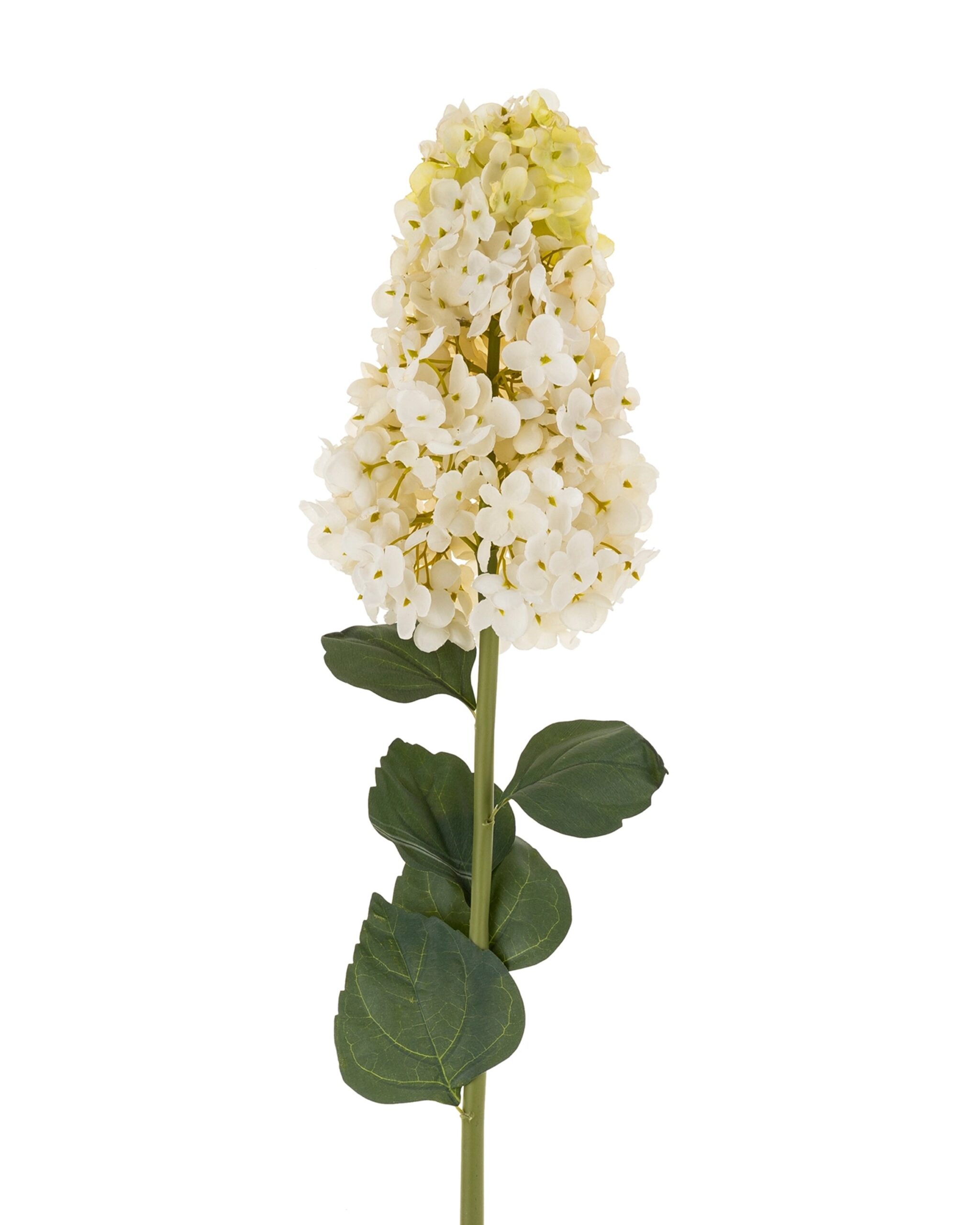 Hydrangea-stem