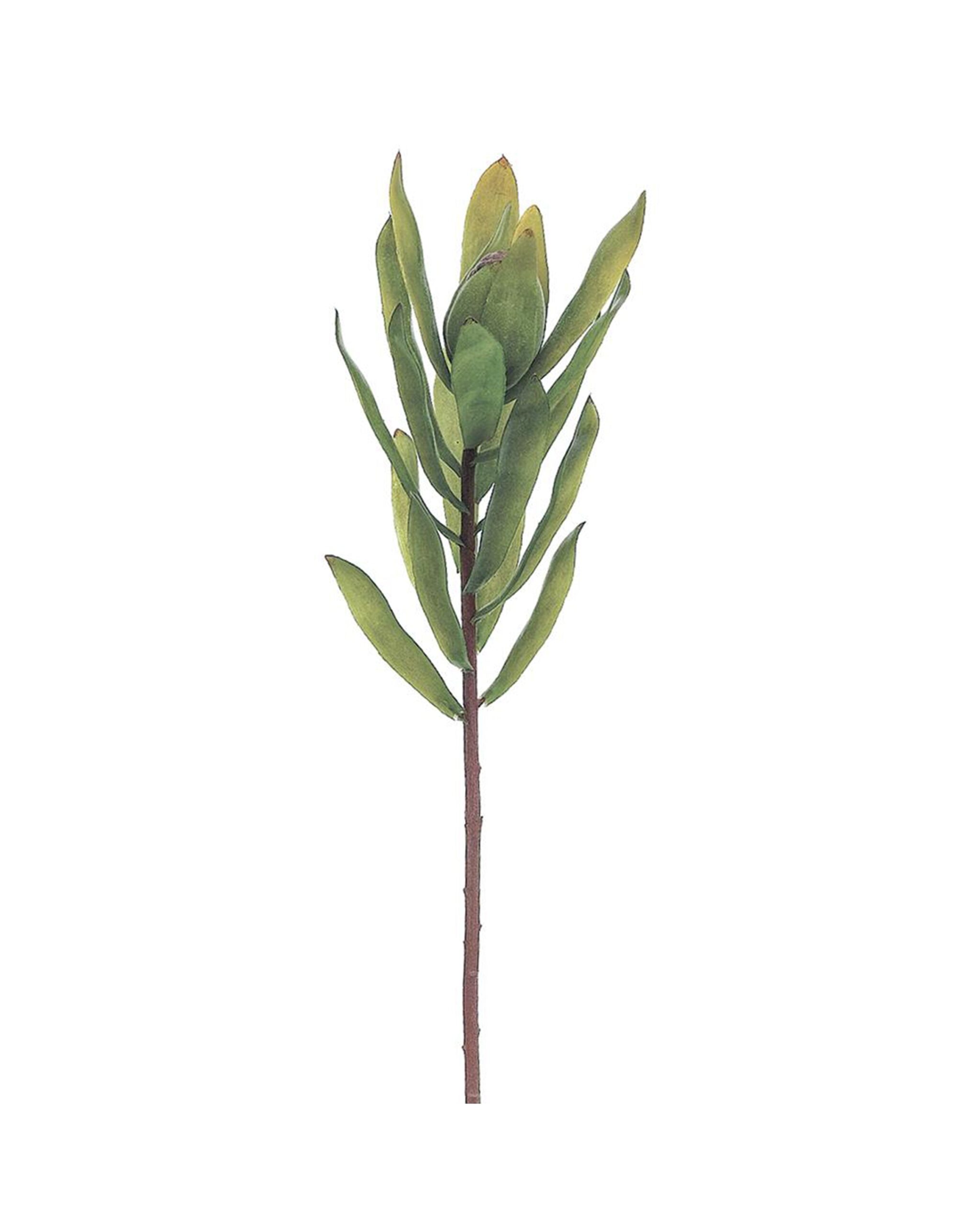 Protea-Spray