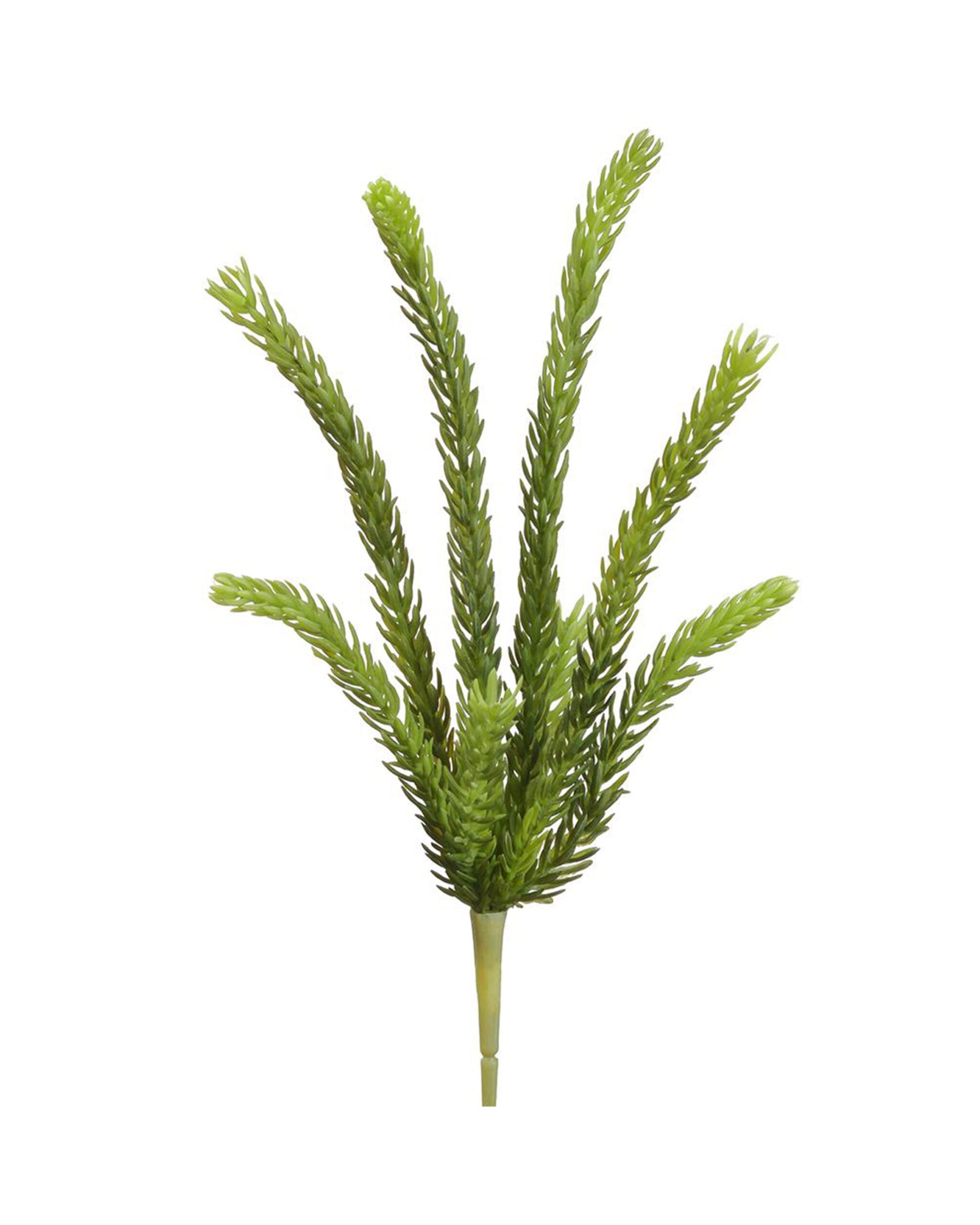 Senecio-stick