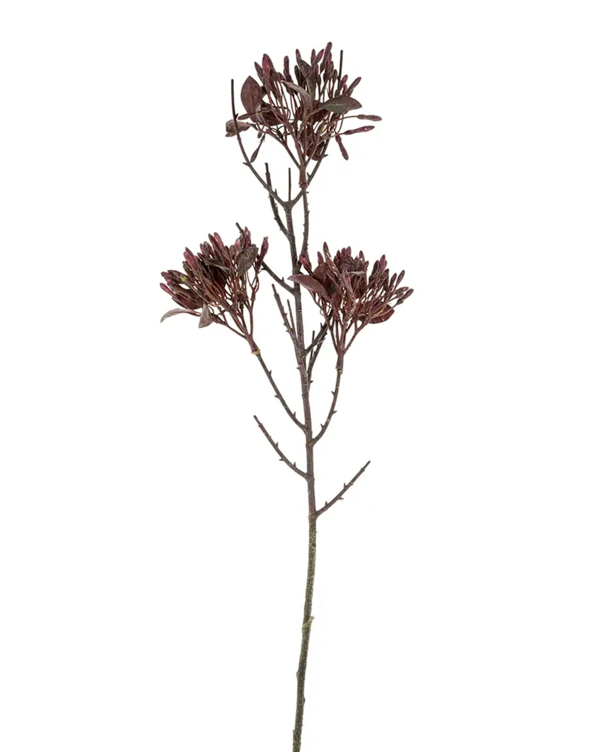 dark-purple-flower