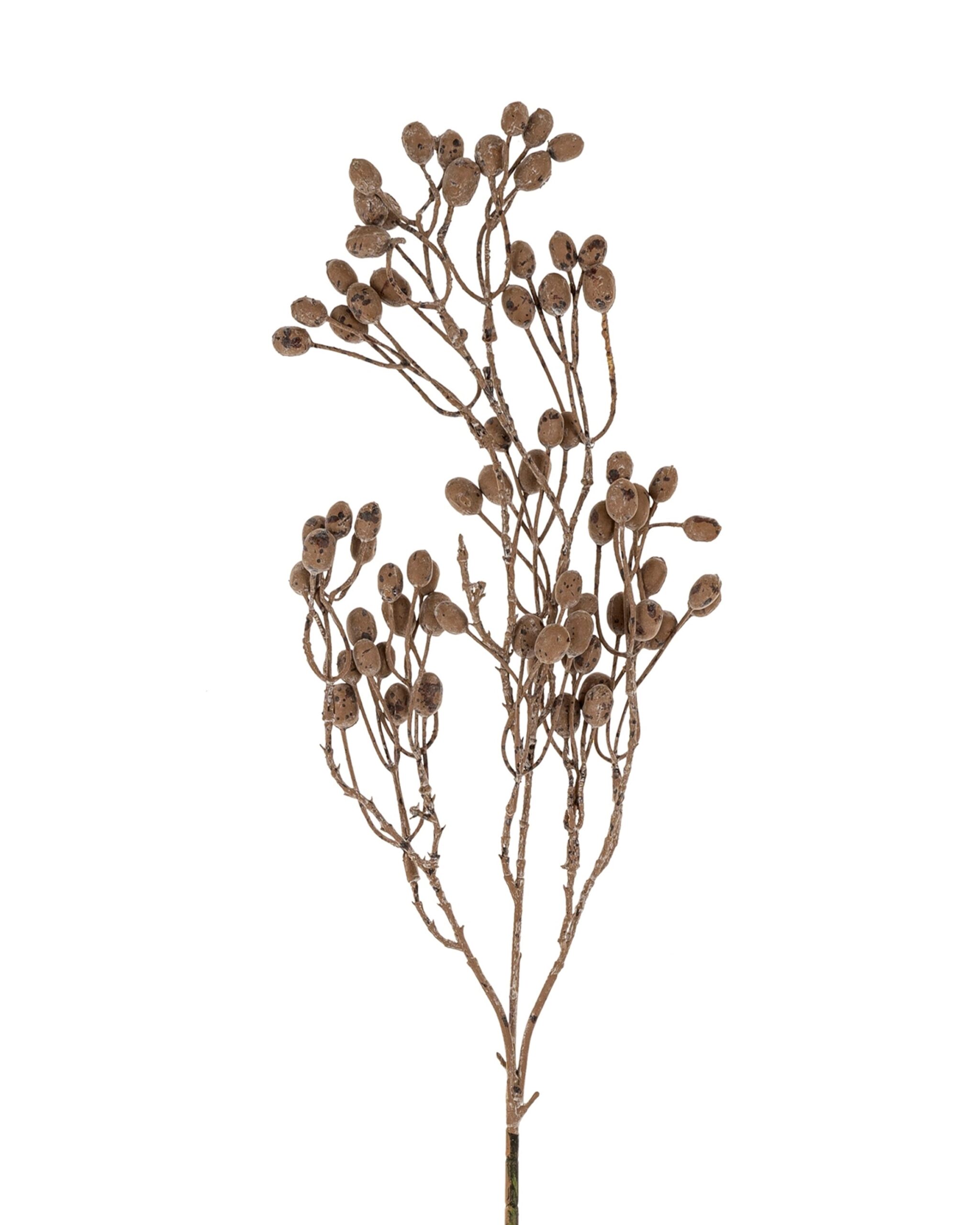 dried-berry-bush