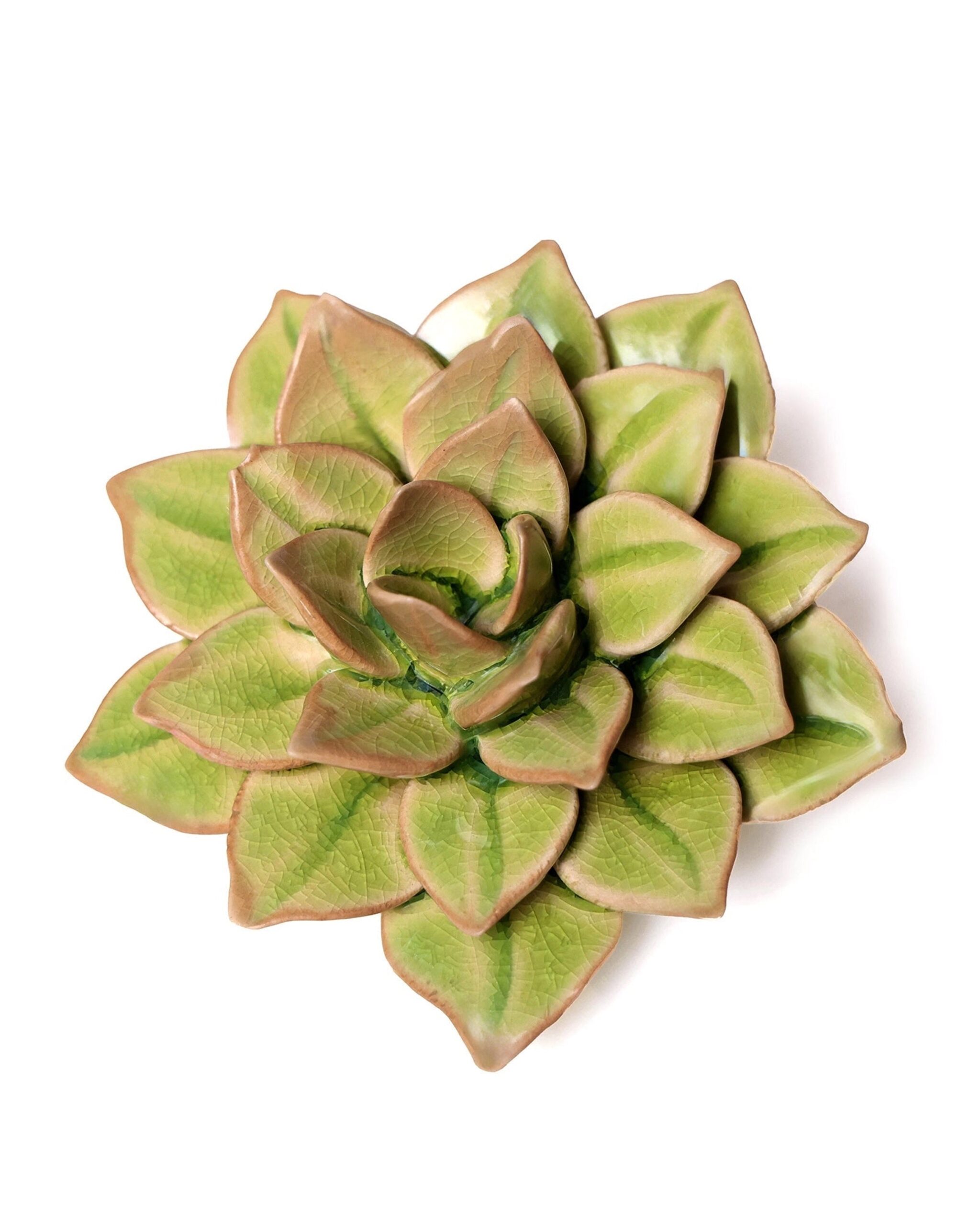 green-fairy-plant