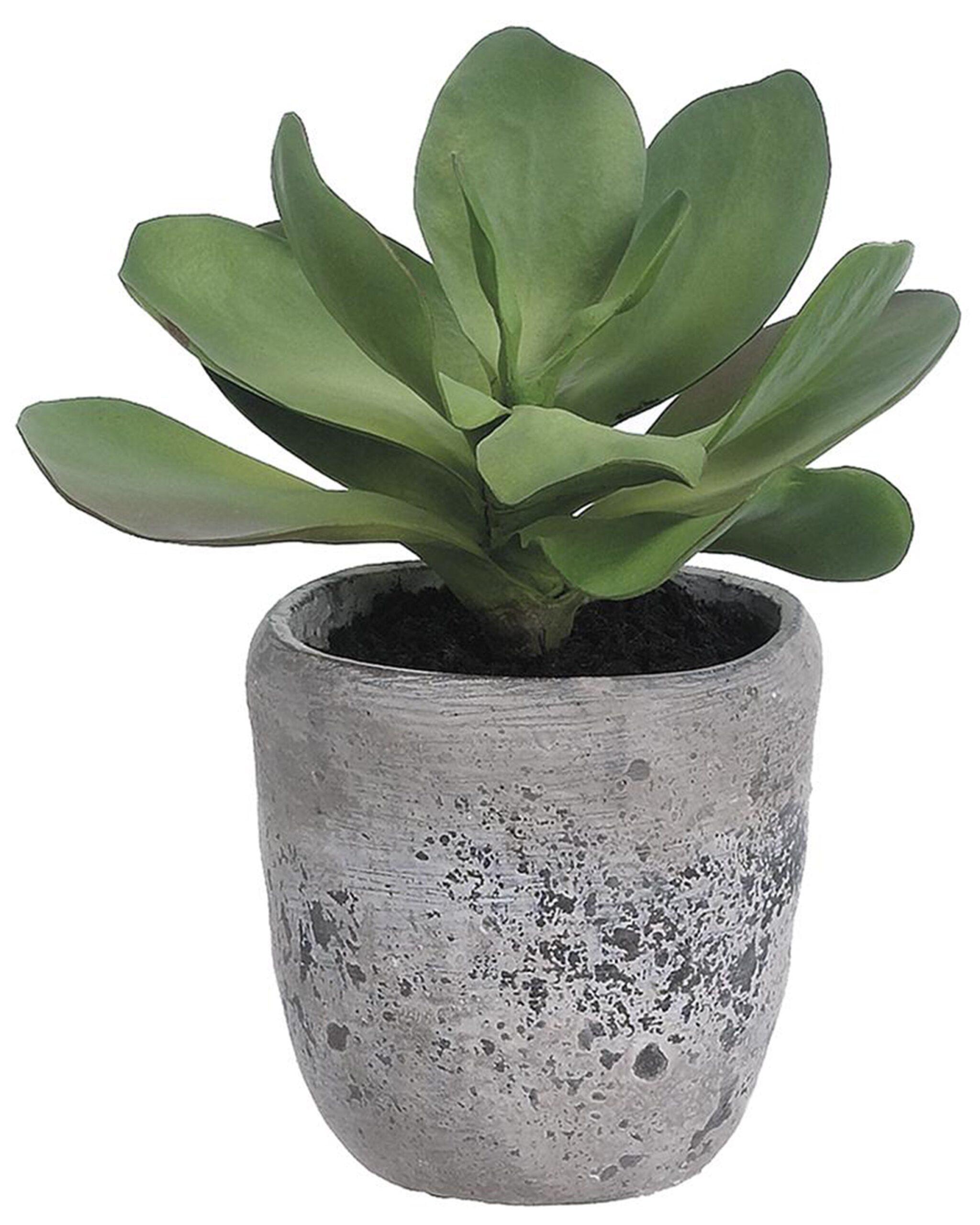 kloe-plant