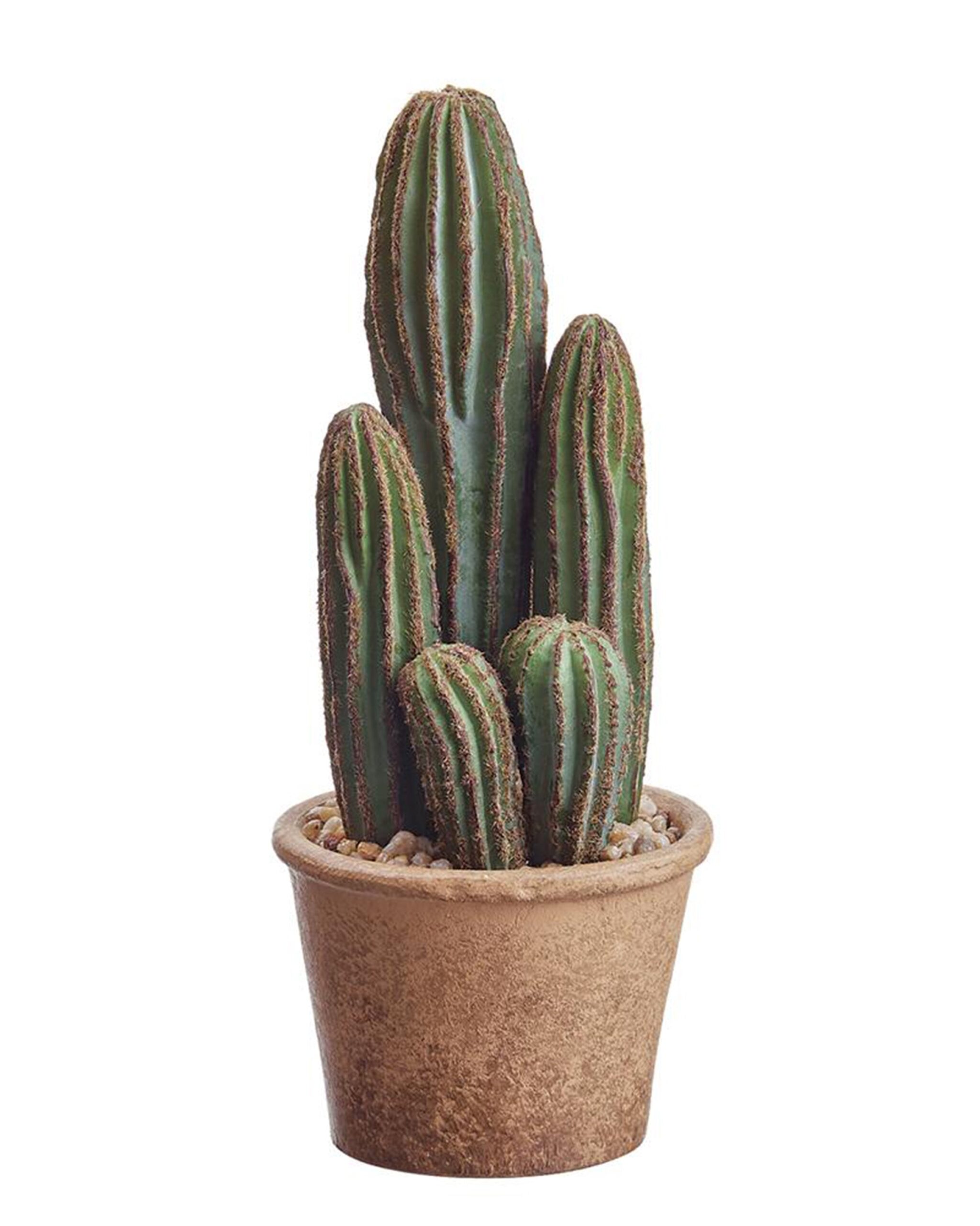 lil-cactus