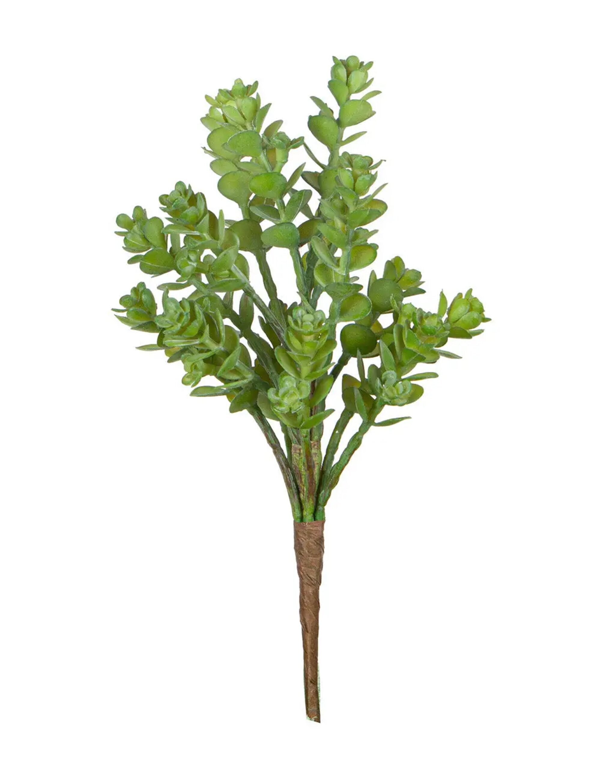 multi_head_succulent