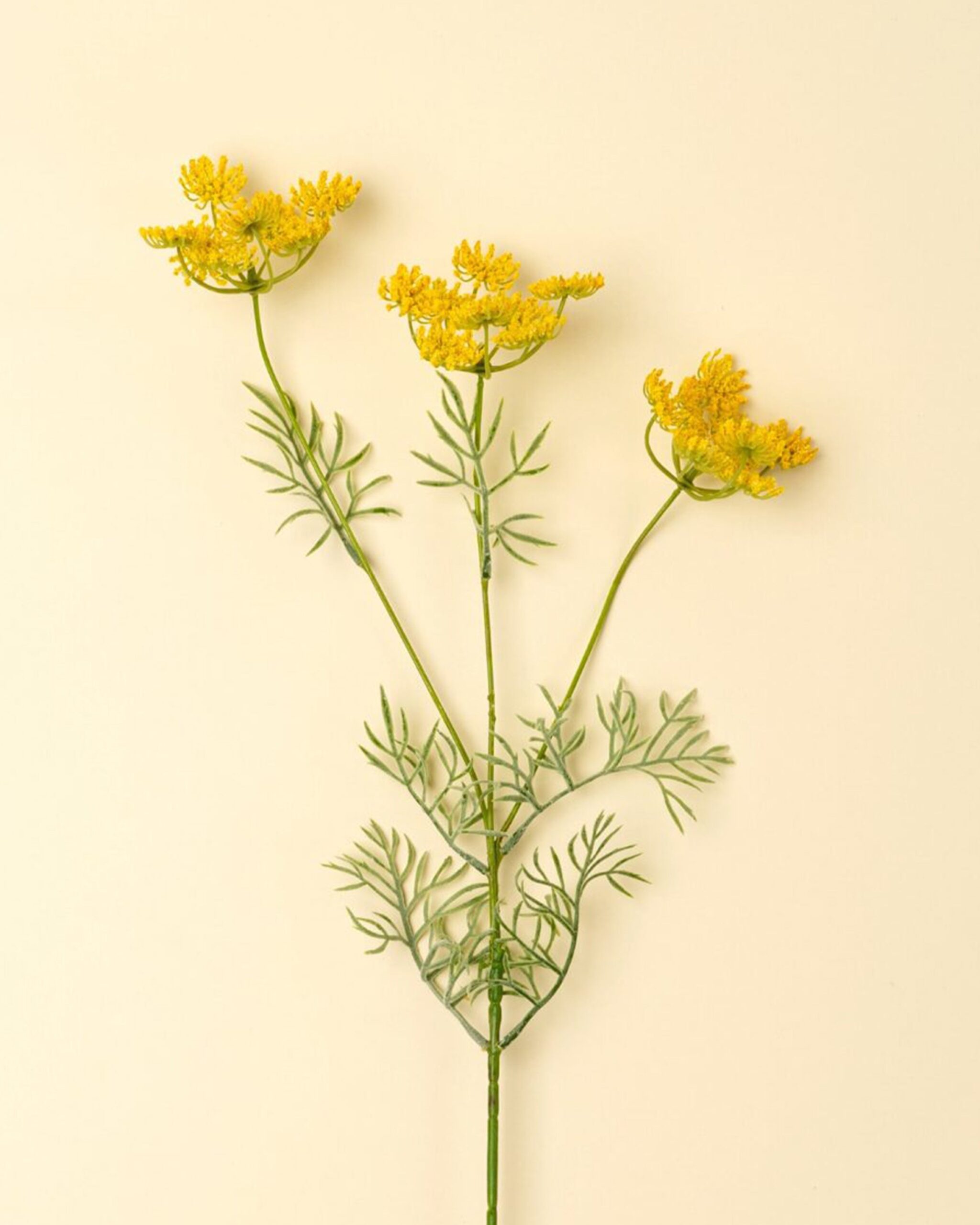 queen-anne-lace
