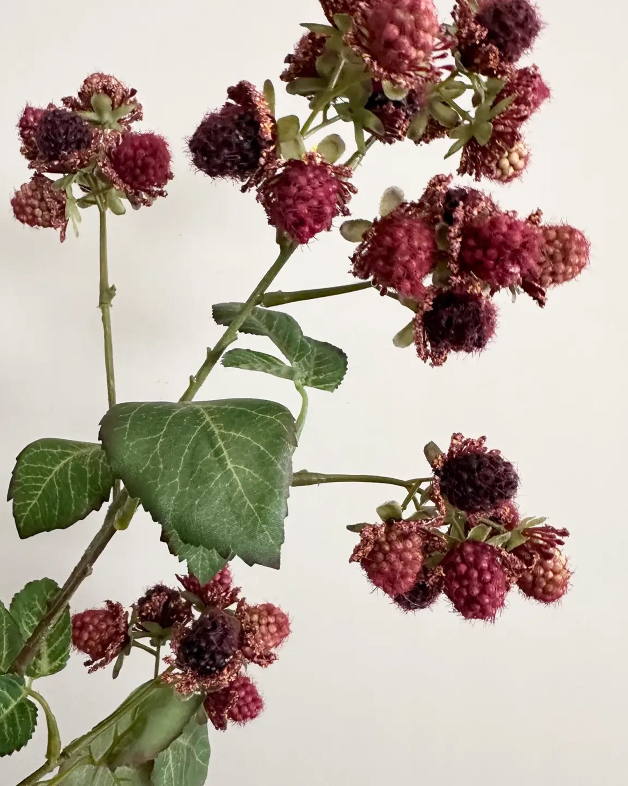 raspberry-plant